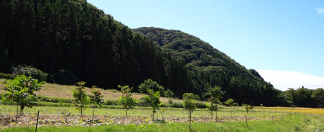 猪苗代漆林計画　めぶく　漆の植栽　国産漆　漆とロック